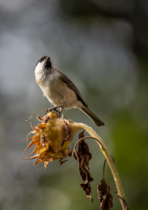 禁煙に耳ツボの効果はどうなのか？